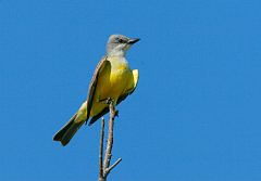 Couch's Kingbird