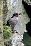 Crested Auklet