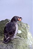 Crested Auklet