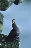 Crested Auklet