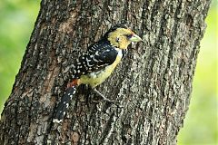 Crested Barbet