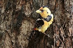 Crested Barbet