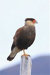 Crested Caracara