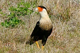 Crested Caracara