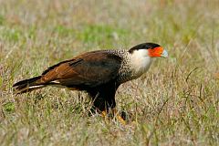 Crested Caracara