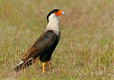 Crested Caracara