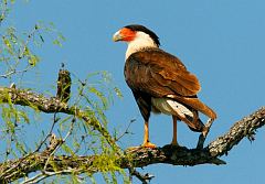 Crested Caracara