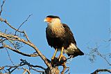 Crested Caracara