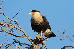 Crested Caracara