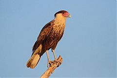 Crested Caracara