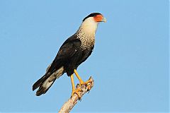 Crested Caracara