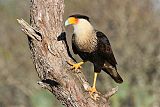 Crested Caracara