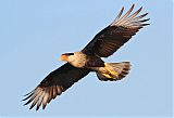 Crested Caracara