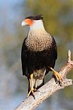 Crested Caracara