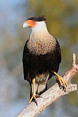 Crested Caracara