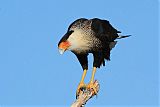 Crested Caracara