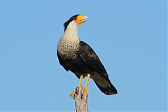 Crested Caracara