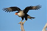 Crested Caracara