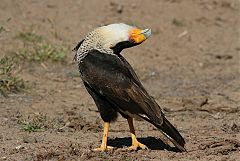 Crested Caracara