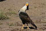 Crested Caracara