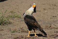 Crested Caracara