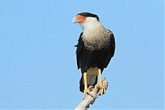 Crested Caracara