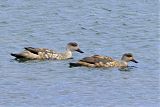 Crested Duck