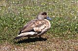 Crested Duck