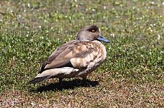 Crested Duck