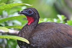 Crested Guan