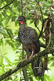 Crested Guan