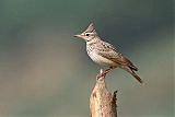 Crested Larkborder=