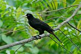 Crested Oropendola