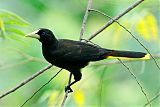 Crested Oropendola