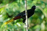 Crested Oropendola