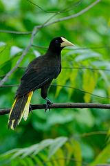 Crested Oropendola