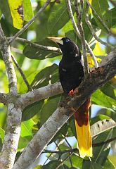 Crested Oropendola