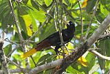 Crested Oropendola