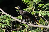 Crested Oropendola