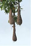 Crested Oropendola