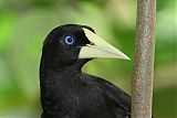 Crested Oropendola