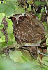 Crested Owl