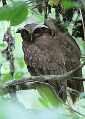 Crested Owl