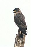 Crested Serpent-Eagleborder=