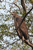 Crested Serpent-Eagleborder=