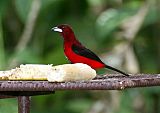 Crimson-backed Tanager