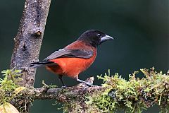 Crimson-backed Tanager
