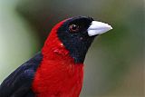 Crimson-collared Tanager