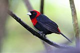 Crimson-collared Tanager