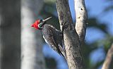 Crimson-crested Woodpecker